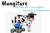 spremitura di vacca